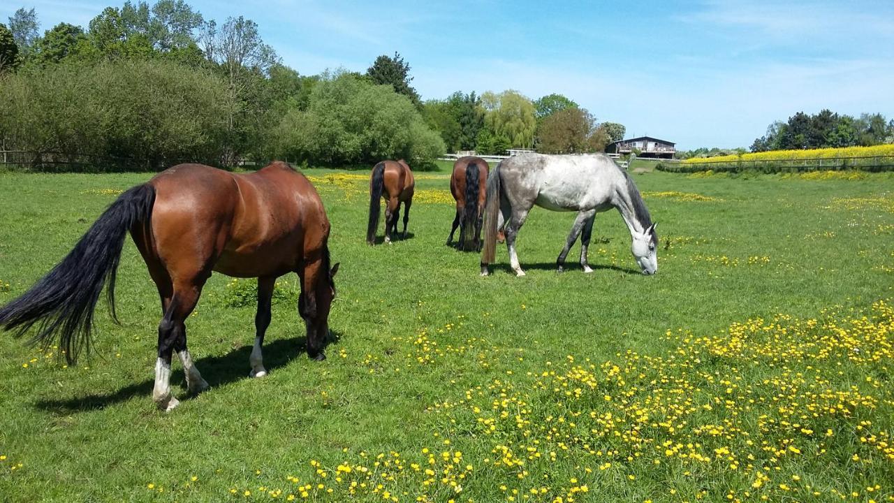 Apartmán Kruegerhof Luebbersdorf Oldenburg in Holstein Exteriér fotografie