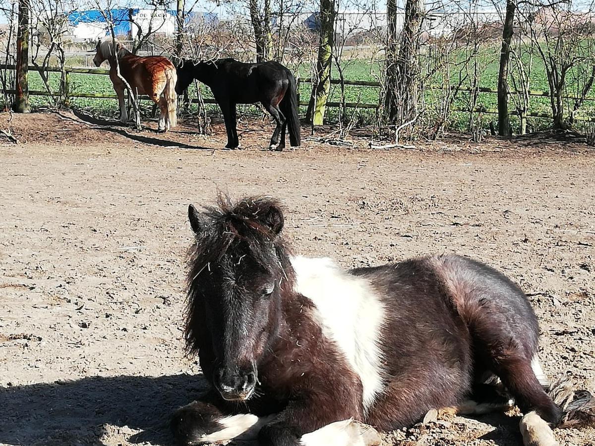 Apartmán Kruegerhof Luebbersdorf Oldenburg in Holstein Exteriér fotografie